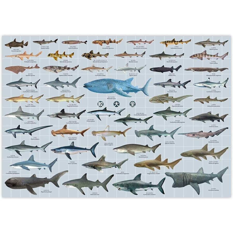 鮫大全 お風呂ポスター サメ 図鑑 A1 サイズ 841 584mm Sk くまねこ本舗ヤフー店 通販 Yahoo ショッピング