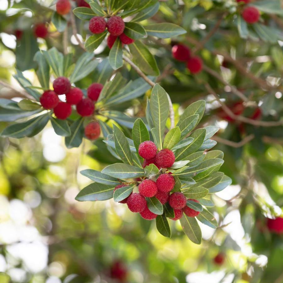 山桃ドロップ 12粒 飴 Kumanoberry くまのべりー 国産 ヤマモモの実使用 和歌山県産 やまもも プチギフト 贈り物 Yms0002 Kumano Berry 通販 Yahoo ショッピング
