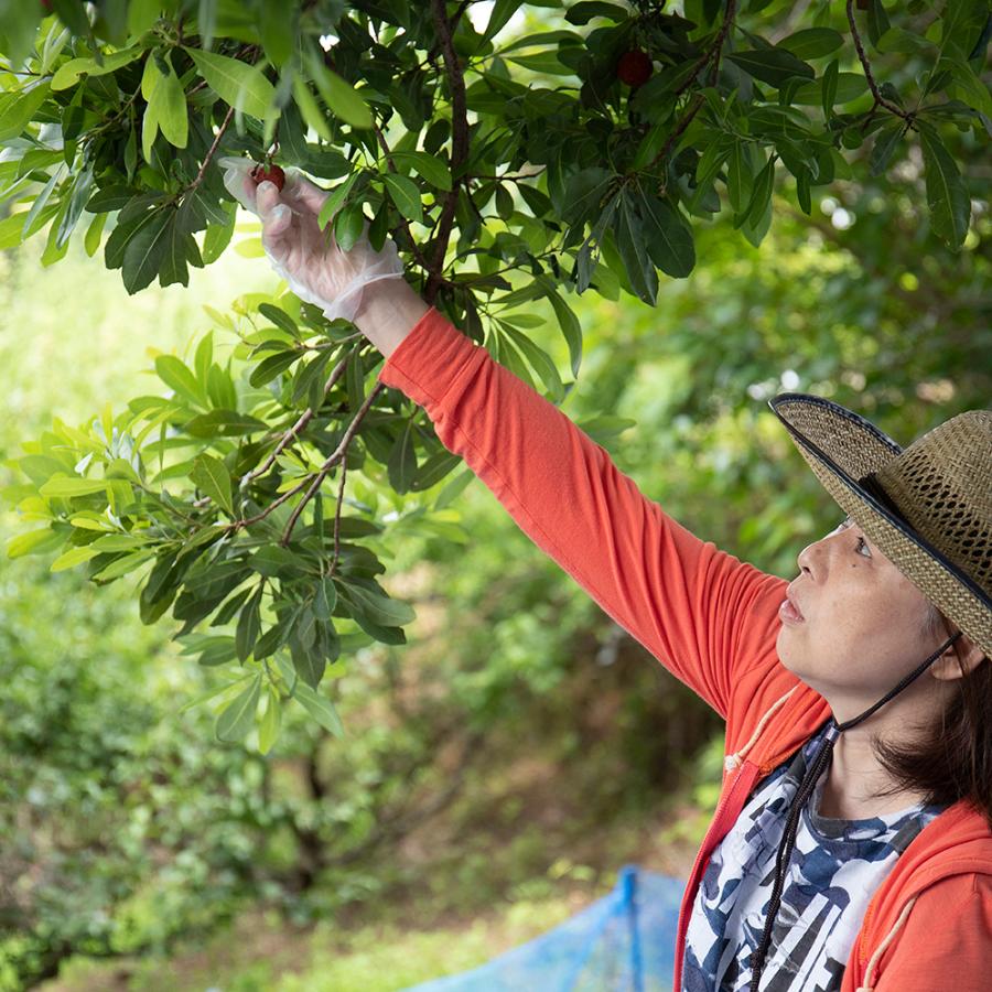 お中元に　山桃ドロップ  飴 12粒　KumanoBerry くまのべりー 国産 ヤマモモの実使用 和歌山県産 やまもも ギフト 贈り物 |  | 03