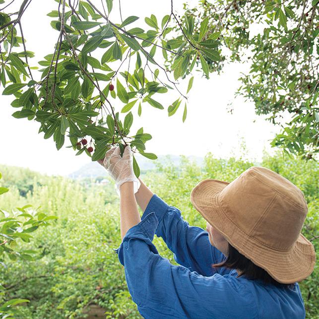 贈り物に　国産 ヤマモモ使用　熊野山桃シロップ  235g×3本　幻のフルーツ　お祝いやギフトに　 |  | 08