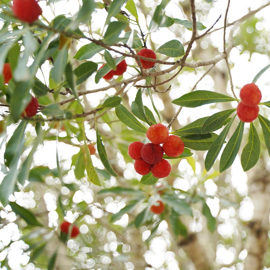 山桃ギフト３点セット シロップ ドロップ 蚊帳布巾 Kumanoberry くまのべりー 国産 ヤマモモの実使用 和歌山県産 やまもも ギフト 贈り物 小巾刺し Yms0006 Kumano Berry 通販 Yahoo ショッピング