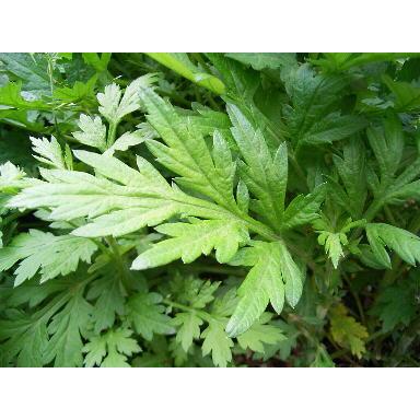 越後薬草　よもぎ茶（５０パック入り）×５個セット ※パッケージデザインをリニューアルしました。_2