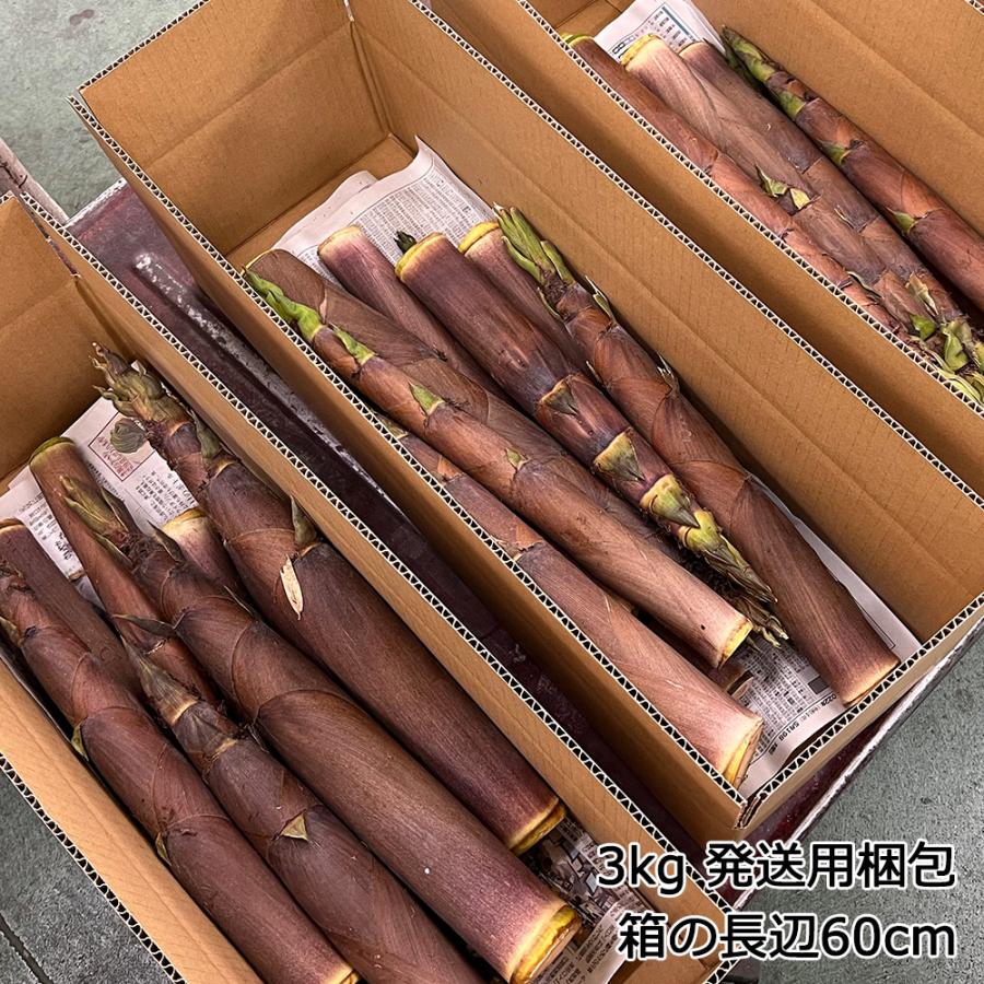 信州産筍「淡竹（ハチク）」3kg 2026年の取り扱いは終了しました