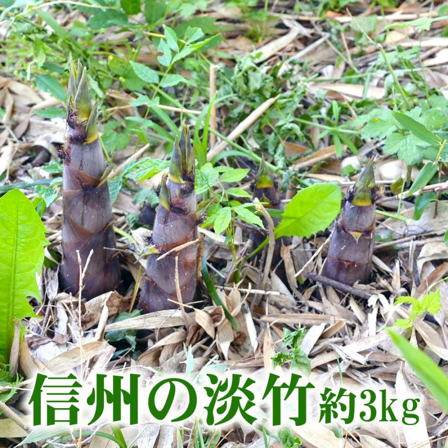 信州産筍「淡竹（ハチク）」3kg 2026年の取り扱いは終了しました