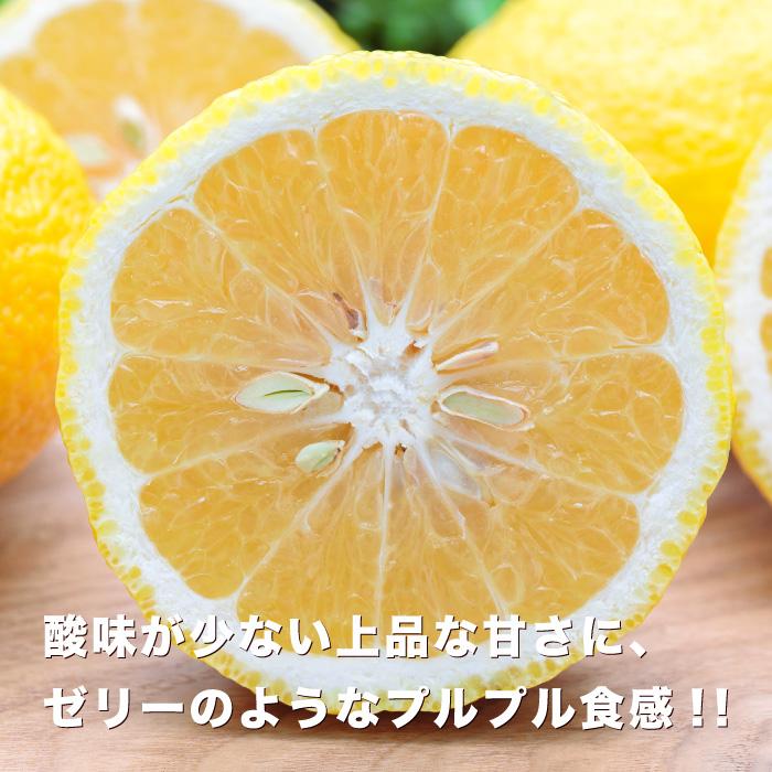 お試し愛媛はるか3」【送料無料】【お試し品】愛媛西宇和産はるか お
