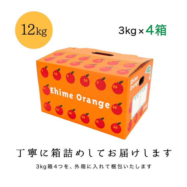 「お試し媛の月みかん3×4」【数量限定】【送料無料】【希少品種】【お試し品】愛媛西宇和産 媛の月12kg (3kg×4箱)｜kuniyasu-seika｜04