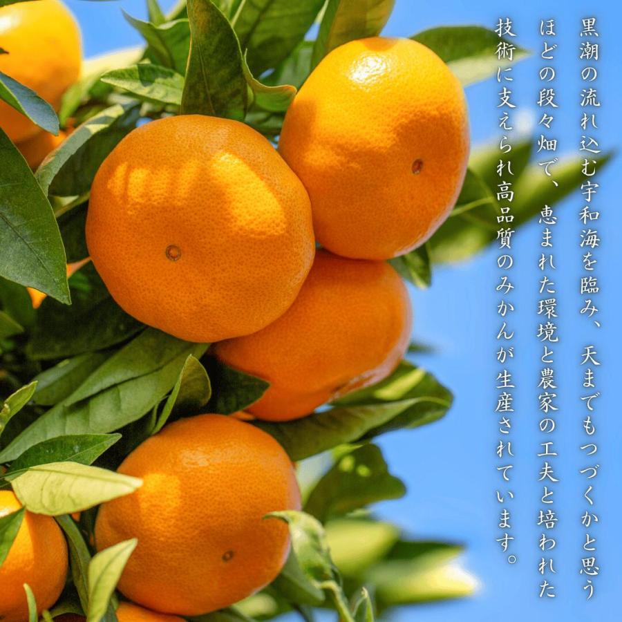訳あり愛媛はるみ5」【送料無料】【産地直送】訳あり 愛媛はるみ 5kg