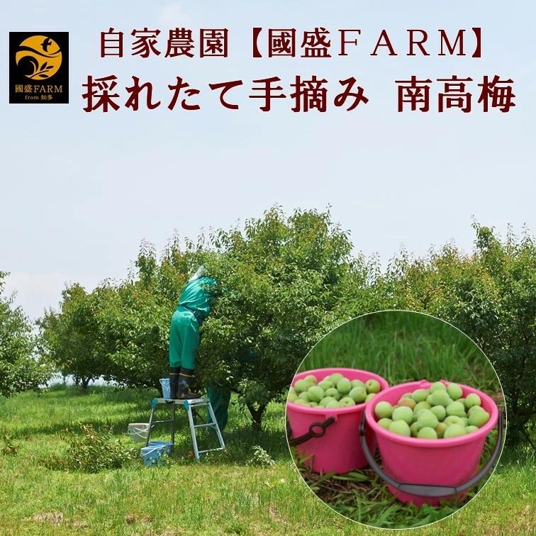 最大52 Offクーポン 南高梅 青梅 2l サイズ 2kg 送料無料 梅酒用 梅シロップ用 梅ジュース 生梅 梅の実 5月中旬頃から発送 Columbiatools Com