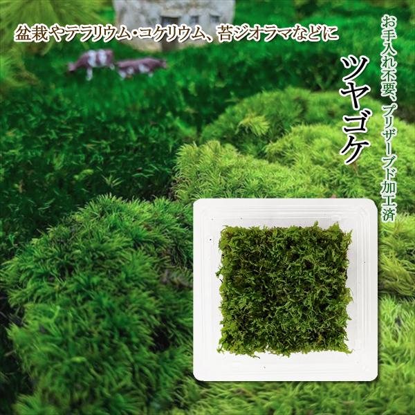 最大74 オフ 7月29日迄 苔 盆栽 テラリウム コケリウム グリーン モス 花材 アレンジメント 飾り プリザーブド Diy 観葉植物 直送slr101 ツヤゴケ 材料