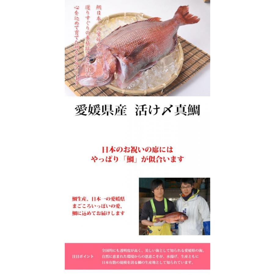 鯛 タイ たい 活け〆 真鯛 約2kgサイズ 丸ごと一匹尾頭付き 養殖 冷蔵便でお届け 愛媛 目利きが選ぶ 良品 鯛 グルメ 敬老の日 お歳暮 塩焼き 刺身 鮮魚 Tai Youshoku 2kg 瀬戸内漁師の海鮮問屋 Yahoo 店 通販 Yahoo ショッピング