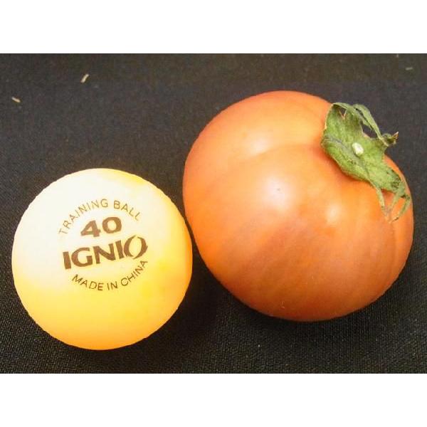 熊本産 塩トマト ”太陽の子セレブ” 約900g 化粧箱 糖度8度以上 熊本産 塩トマト ”太陽の子セレブ” 約900g 化粧箱 糖度8度以上