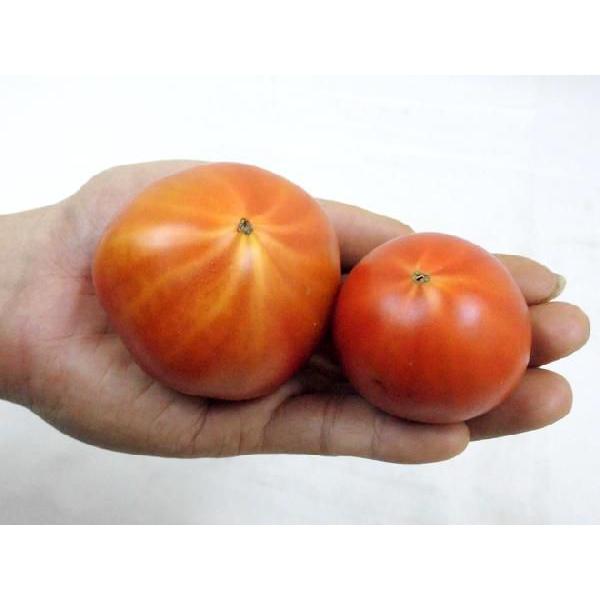 群馬県産 ”ブリックスナイン” 12〜20玉前後 風袋込約1kg 化粧箱 トマト