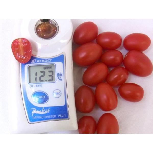 高糖度フルーツトマト 静岡県産 ”アメーラルビンズ” 1箱 10pc入り 化粧