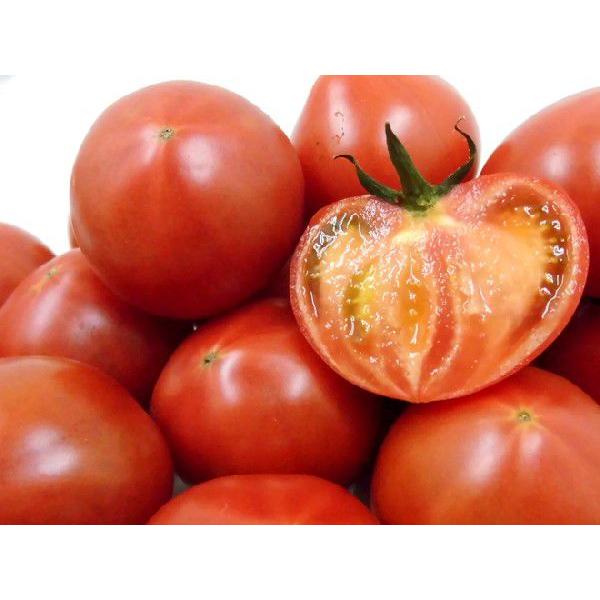 送料無料 徳島県樫山農園産 珊瑚樹 さんごじゅ トマト 約1kg S特選ランク 予約 3月中旬以降 Sango1kg くらし快援隊 通販 Yahoo ショッピング