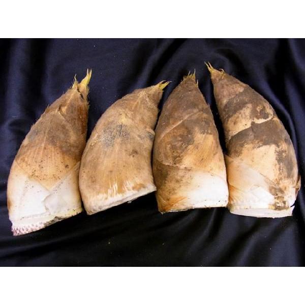 福岡 合馬産 ”たけのこ” 2〜8本 約4kg 化粧箱入り 等級 黄 緑 福岡 合馬産 ”たけのこ” 2〜8本 約4kg 化粧箱入り 等級 黄 緑