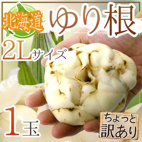 北海道産 ゆり根” ちょっと訳あり 2Lサイズ 1玉 ゆりね【予約 11月下旬
