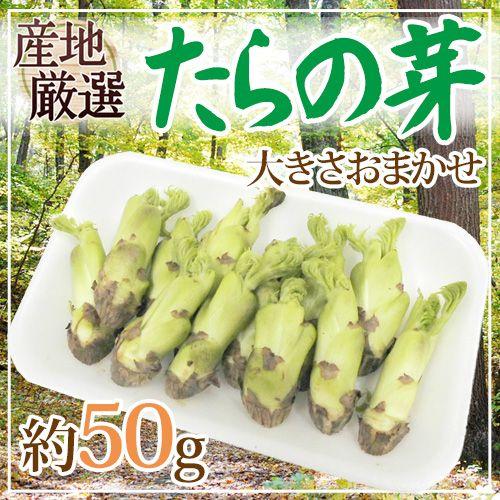 ”たらの芽（タラノメ）” 約50g 大きさおまかせ 山菜【予約 2月以降】｜kurashi-kaientai