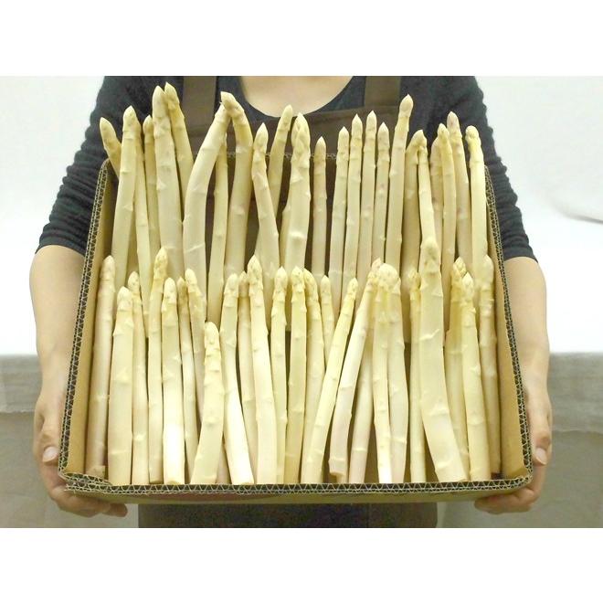 送料無料★LAより入荷!!　フロント・ランナー・アスパラガス / 木製ボックス　大型49cm　岐阜より迅速発送 上下七色農園のアスパラガス（貼箱 約600g）: 広島とれたて元気市