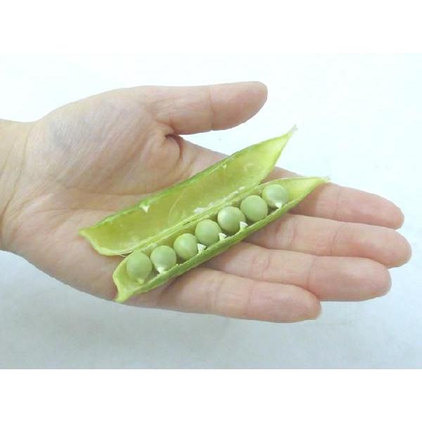 紀州・和歌山 ”うすいえんどう” 約2kg 訳あり ご家庭用【予約 12月以降