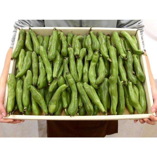 九州・和歌山産他 ”一寸豆(そら豆)” 約2kg 大きさおまかせ 九州・和歌山産他 ”一寸豆(そら豆)” 約2kg 大きさおまかせ