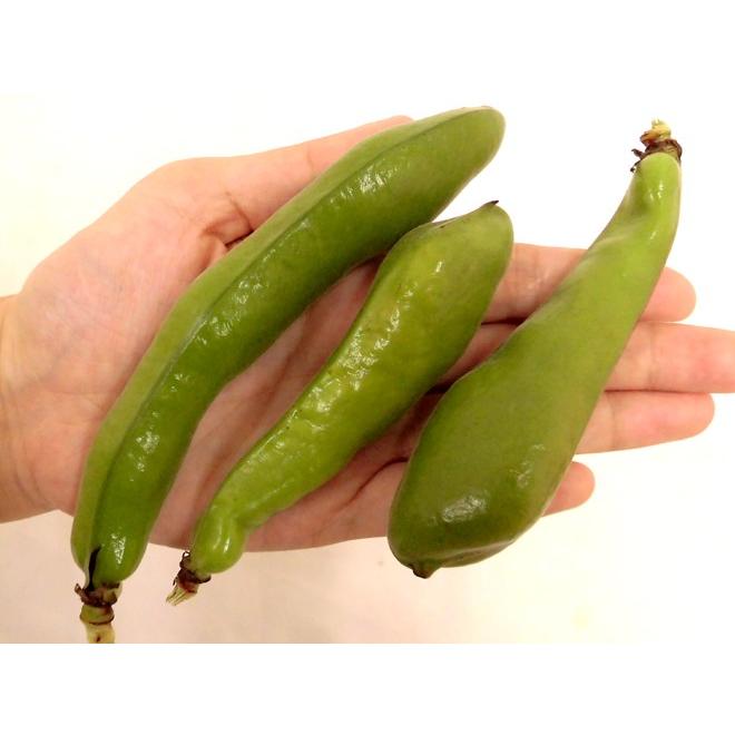 九州・和歌山産他 ”一寸豆(そら豆)” 約2kg 大きさおまかせ 九州・和歌山産他 ”一寸豆(そら豆)” 約2kg 大きさおまかせ