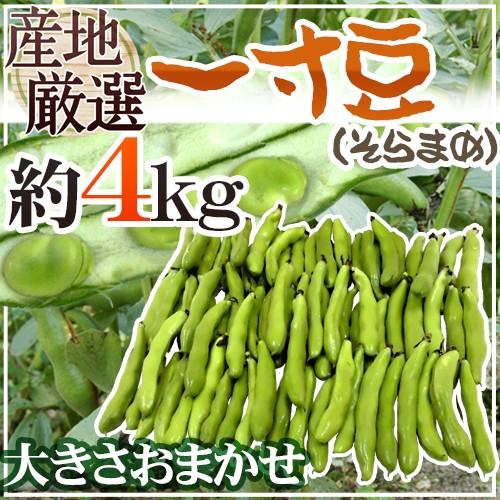 九州・和歌山産他 ”一寸豆(そら豆)” 約4kg 大きさおまかせ 九州・和歌山産他 ”一寸豆(そら豆)” 約4kg 大きさおまかせ