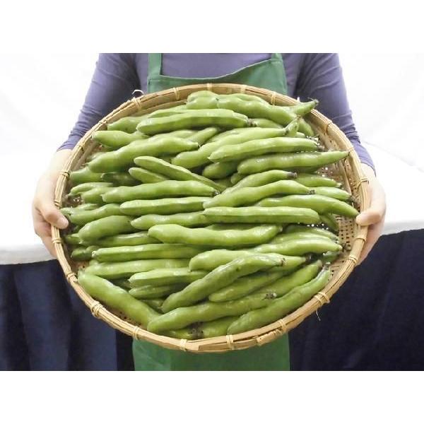 九州・和歌山産他 ”一寸豆(そら豆)” 約4kg 大きさおまかせ 九州・和歌山産他 ”一寸豆(そら豆)” 約4kg 大きさおまかせ
