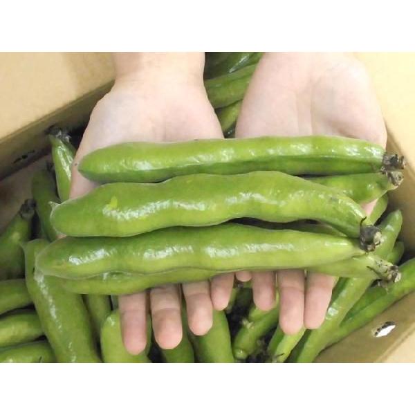 九州・和歌山産他 ”一寸豆(そら豆)” 約4kg 大きさおまかせ 九州・和歌山産他 ”一寸豆(そら豆)” 約4kg 大きさおまかせ