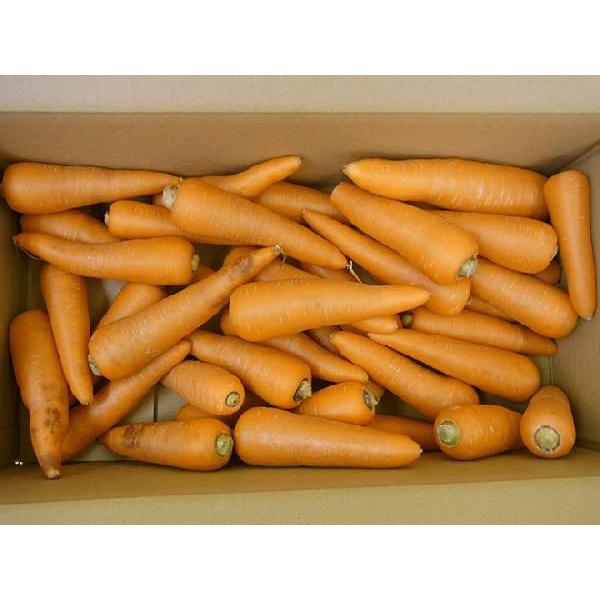 国内産限定！ ”にんじん” 訳あり 約5kg 産地おまかせ 人参 : くらし快