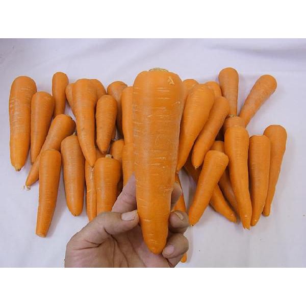 国内産限定！ ”にんじん” 訳あり 約5kg 産地おまかせ 人参 : くらし快