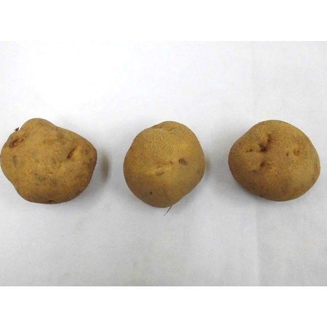 kosuke じゃがいも ながさき黄金 じゃがいも 写真素材 [7631146] - フォトライブラリー