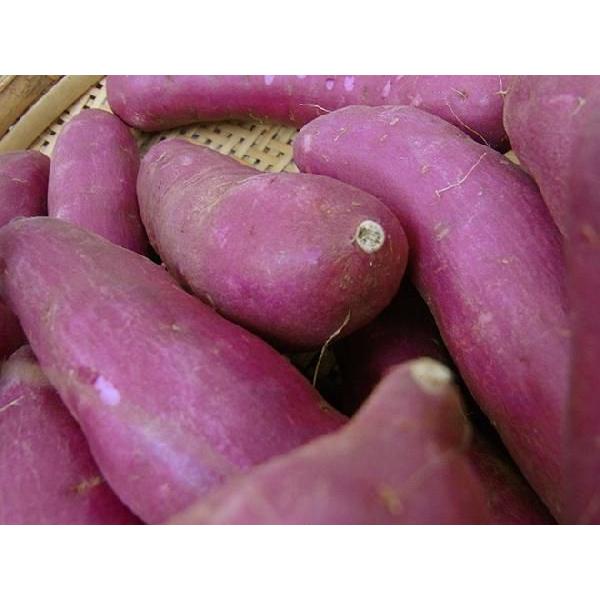 ”千葉県産 パープルスイートロード” 秀品 約2.5kg 紫芋 さつまいも【予約 10月以降】 送料無料 |  | 02