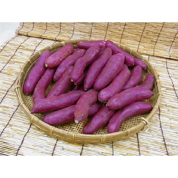 千葉県産 ”パープルスイートロード” 秀品 約5kg 紫芋 さつまいも【予約 10月以降】 送料無料 |  | 01
