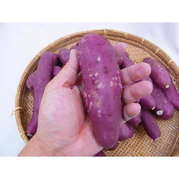 アウトレット むらさき芋 約1.5kg 紫いも パープルスイートロード 無農薬 さつまいも