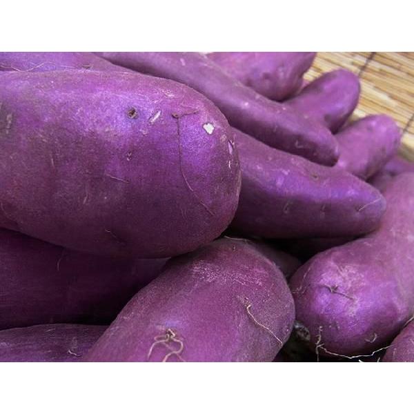 千葉県産 ”パープルスイートロード” 秀品 約5kg 紫芋 さつまいも