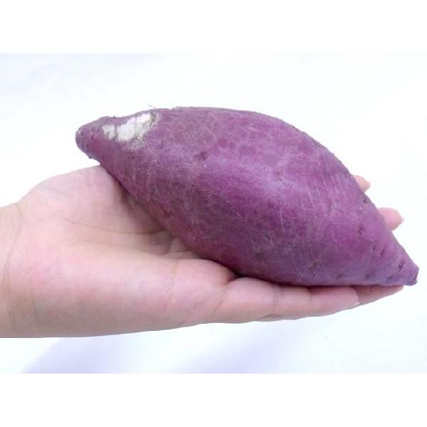 徳島県産 ”鳴門金時” 訳あり 約5kg 大きさおまかせ さつまいも 徳島県産 ”鳴門金時” 訳あり 約5kg 大きさおまかせ さつまいも