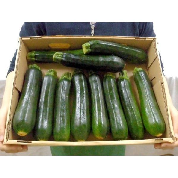 産地厳選 ”ズッキーニ” 秀品 8〜12本前後 約2kg : くらし快援隊 - 通販