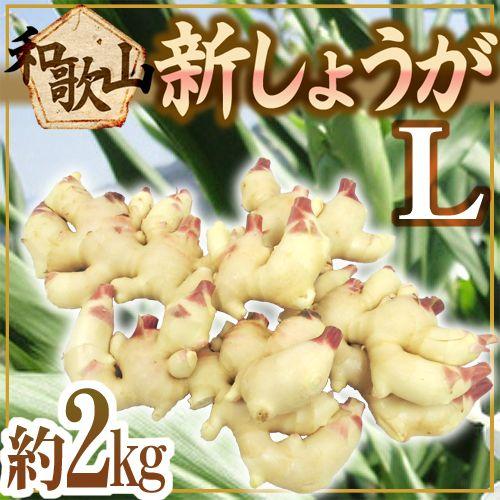 和歌山県産 新しょうが” 秀品 Lサイズ 約2kg【予約 6月下旬以降 和歌山県産 新しょうが” 秀品 Lサイズ 約2kg【予約 6月下旬以降