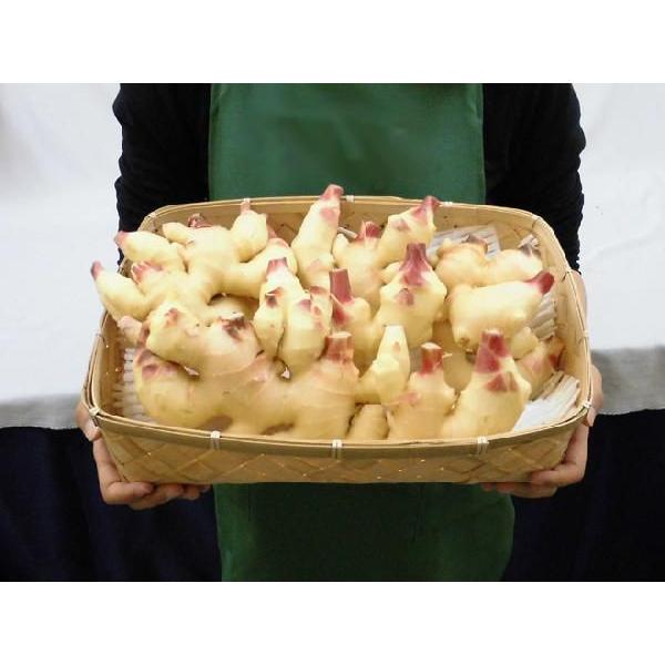 新物　新生姜　安いよ　496 和歌山県産 ”新しょうが” 秀品 Lサイズ 約4kg【予約 6月下旬以降