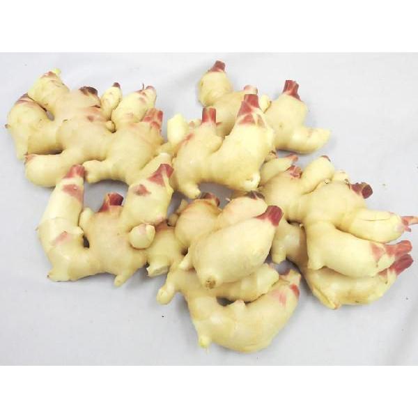 和歌山県産 新しょうが” 秀品 Lサイズ 約2kg【予約 6月下旬以降