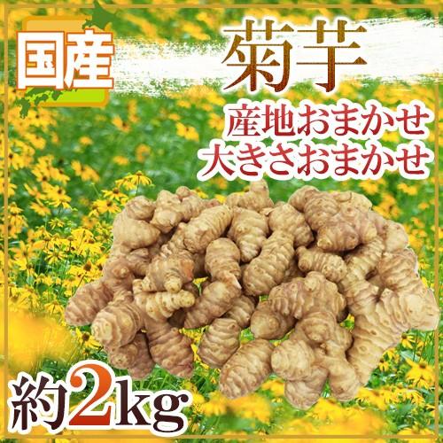 菊芋” 約2kg 大きさおまかせ 産地厳選 キクイモ【予約 11月以降】 送料