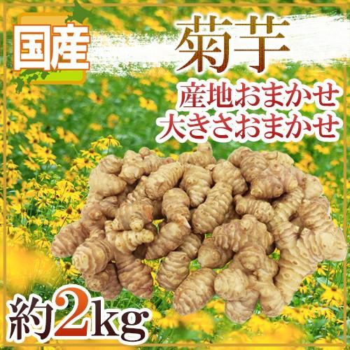 ”菊芋” 約2kg 大きさおまかせ 産地厳選 キクイモ【予約 11月〜2月前後】 送料無料