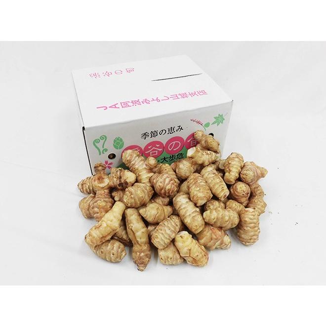 菊芋” 約2kg 大きさおまかせ 産地厳選 キクイモ【予約 11月以降】 送料