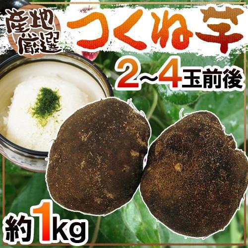 送料無料 産地厳選 つくね芋 山の芋 2 4玉前後 約1kg 山芋 大和芋 やまいも 予約 11月以降 Tukune1kg くらし快援隊 通販 Yahoo ショッピング