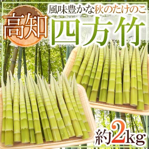 高知産 四方竹” 秀品 S/M/L 約2kg たけのこ【予約 10月以降】 送料無料