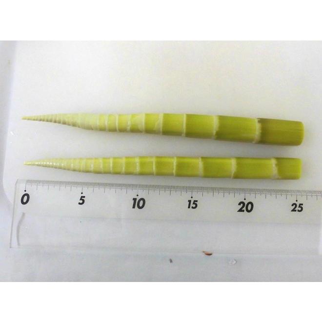 高知産 四方竹” 秀品 S/M/L 約2kg たけのこ【予約 10月以降】 送料無料