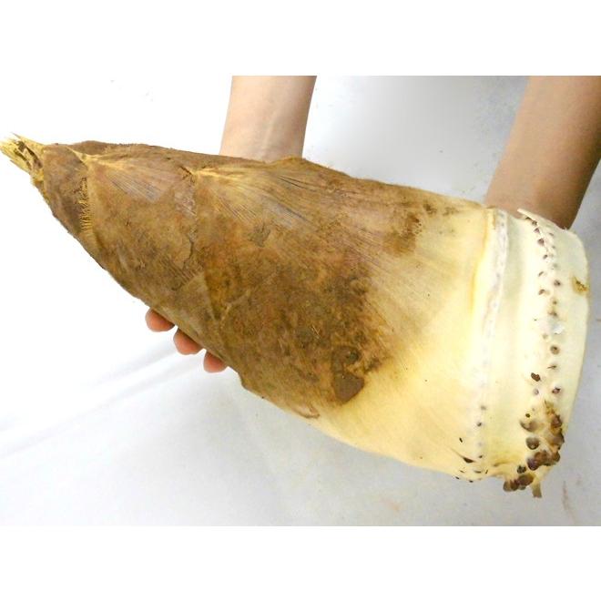 福岡 合馬産 ”たけのこ” 3〜8本 約4kg 化粧箱 最高等級 黄テープ 福岡 合馬産 ”たけのこ” 3〜8本 約4kg 化粧箱 最高等級 黄テープ