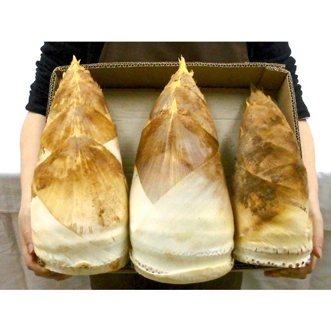 福岡 合馬産 ”たけのこ” 3〜8本 約4kg 化粧箱 最高等級 黄テープ 福岡 合馬産 ”たけのこ” 3〜8本 約4kg 化粧箱 最高等級 黄テープ
