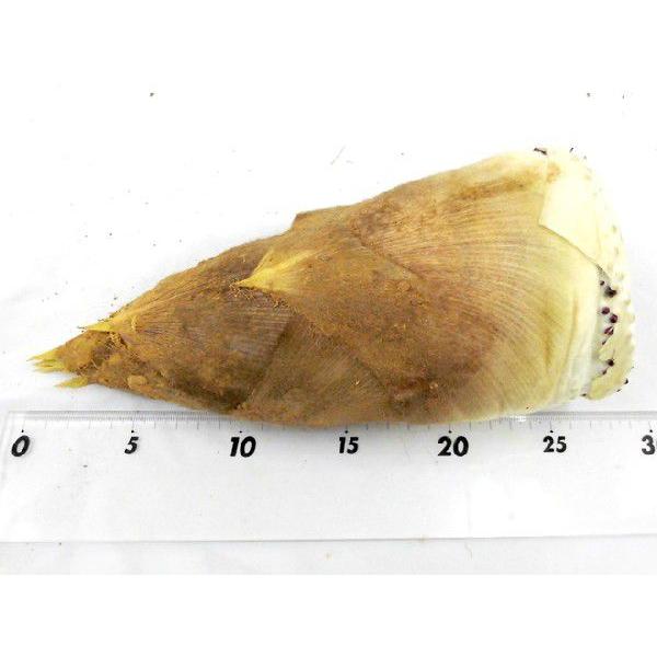 福岡 合馬産 たけのこ” 1本 約1〜1.5kg 等級 黄 緑【予約 3月 福岡 合馬産 たけのこ” 1本 約1〜1.5kg 等級 黄 緑【予約 3月