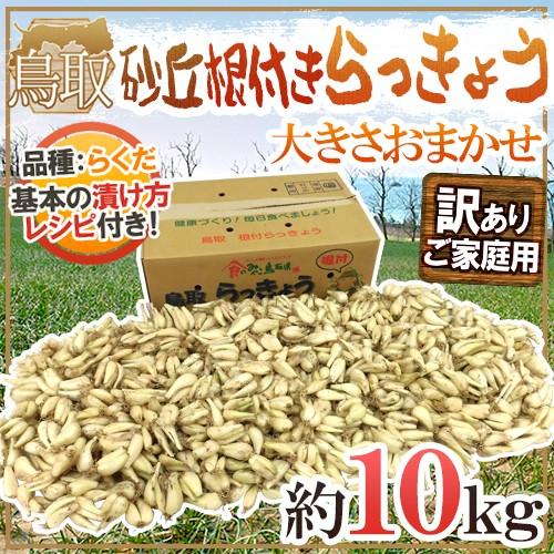 土らっきょう 鳥取産 ”砂丘らっきょう” 訳あり 約10kg 大きさおまかせ